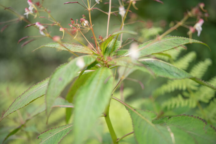 Impatiens radiata