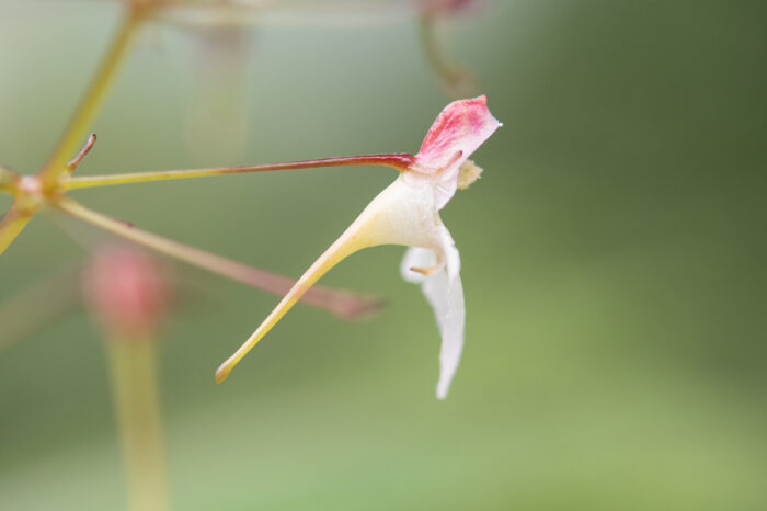 Impatiens radiata