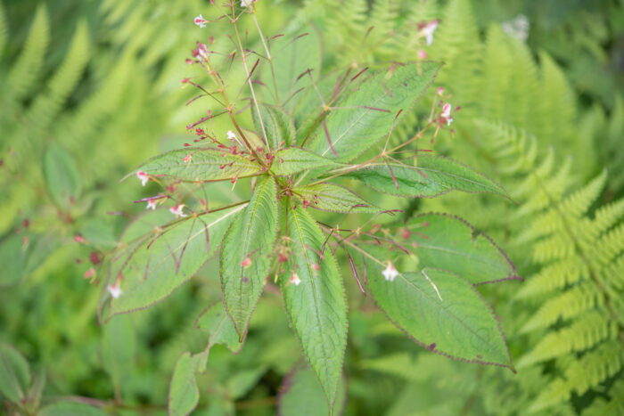 Impatiens radiata