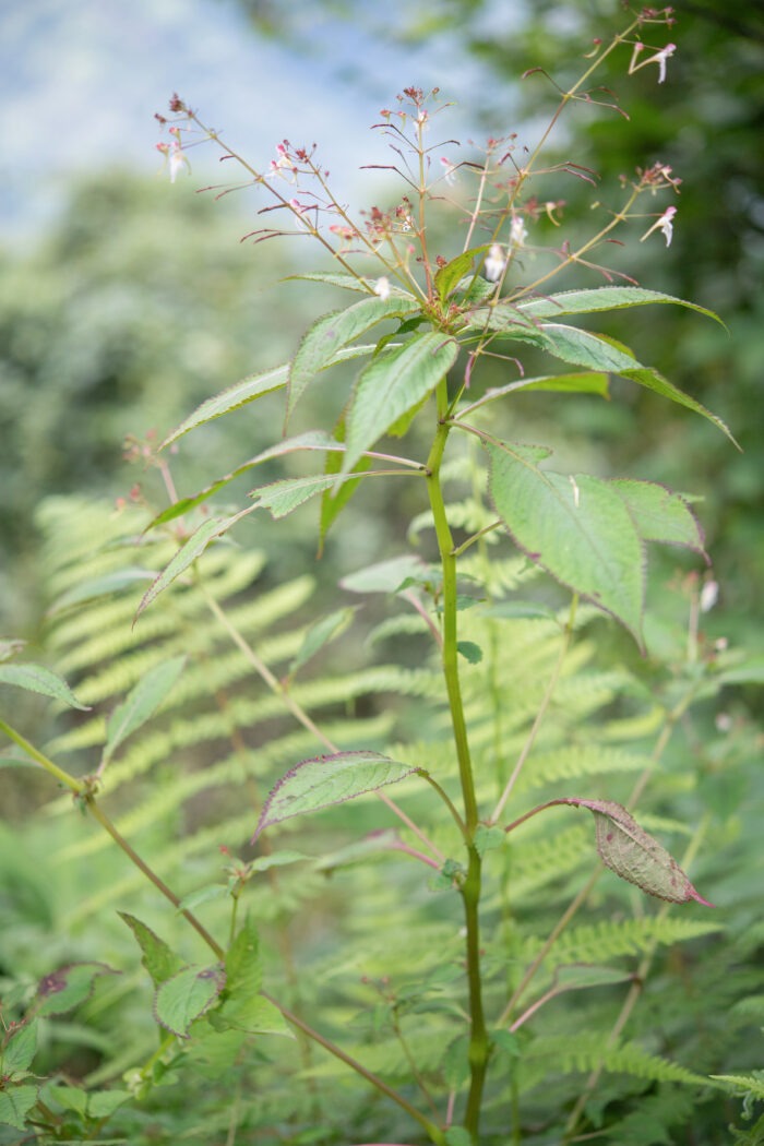 Impatiens radiata