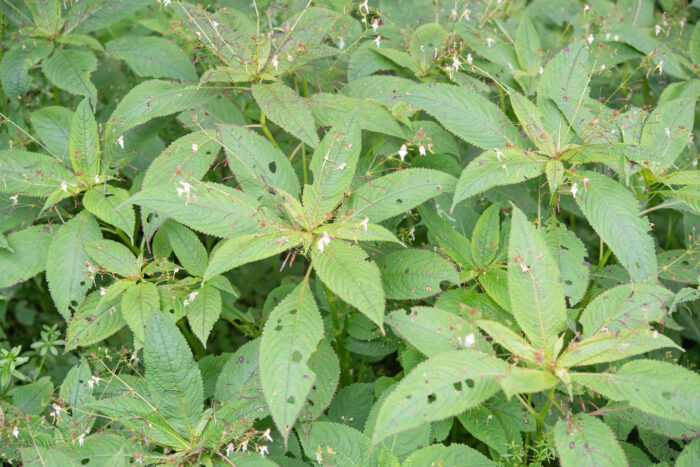 Impatiens radiata