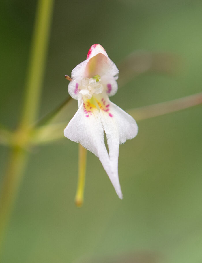 Impatiens radiata