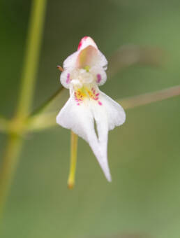 Impatiens radiata