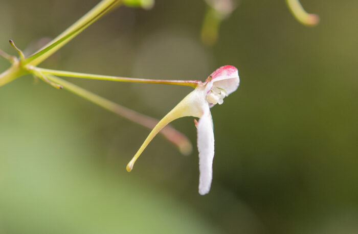 Impatiens radiata