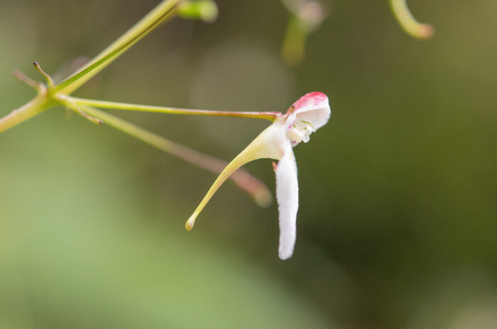 Impatiens radiata