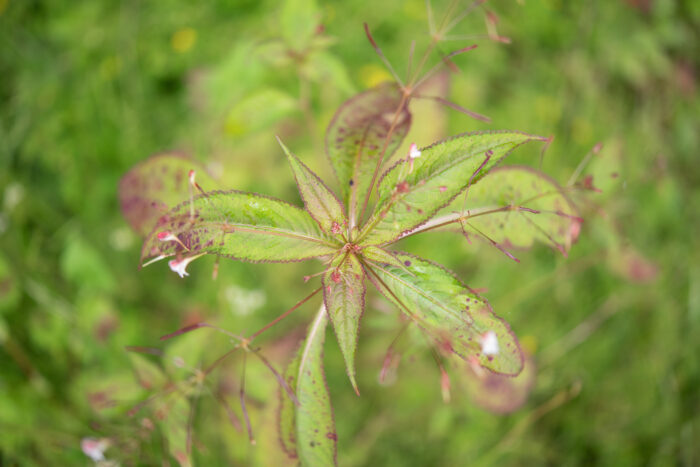 Impatiens radiata