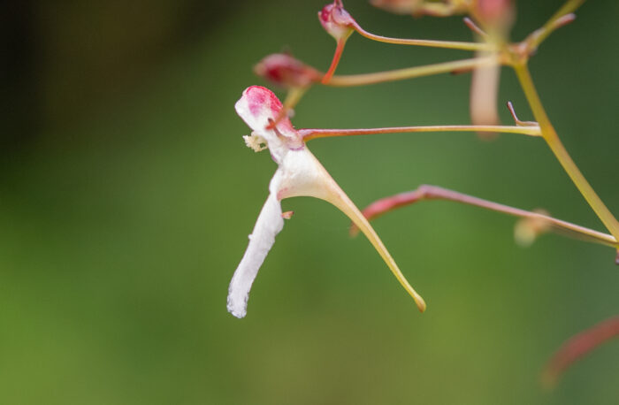 Impatiens radiata