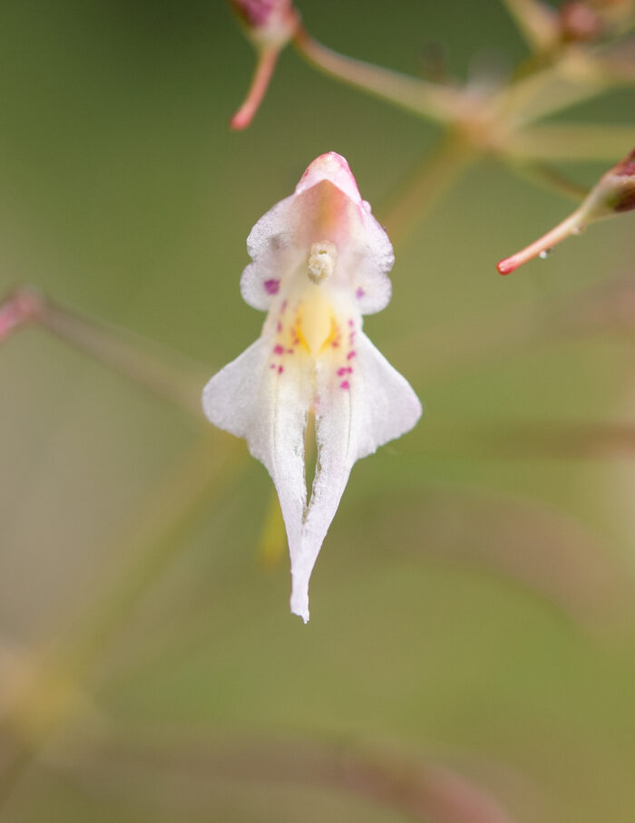 Impatiens radiata