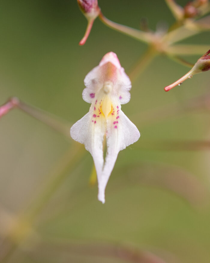 Impatiens radiata