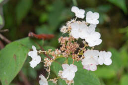 Hydrangea heteromalla