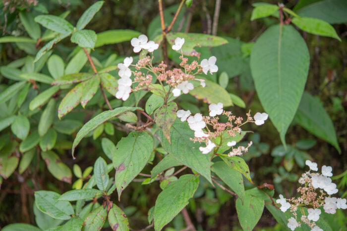 Hydrangea heteromalla