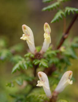 Arunachal plant (Pedicularis)