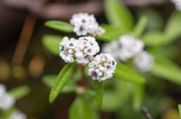 Koenigia nepalensis