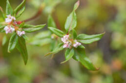 Koenigia nepalensis