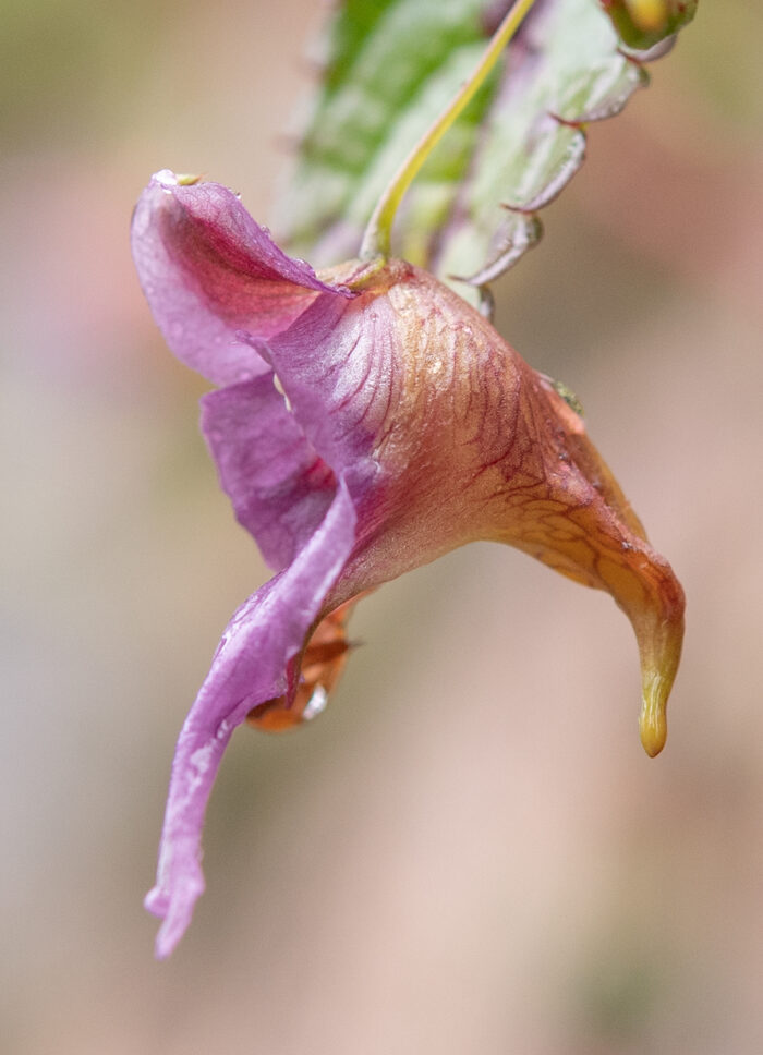 Impatiens pyrorhiza