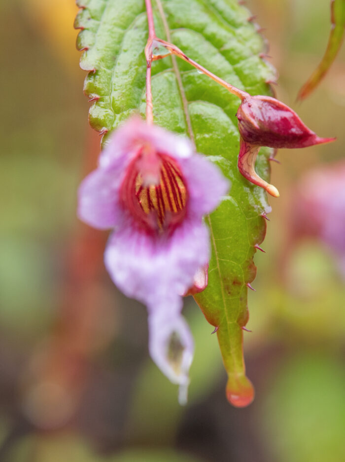 Impatiens pyrorhiza