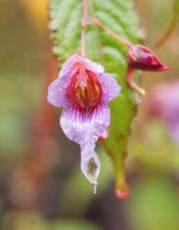 Impatiens pyrorhiza