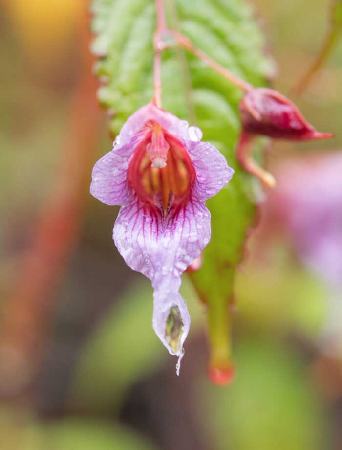 Impatiens pyrorhiza