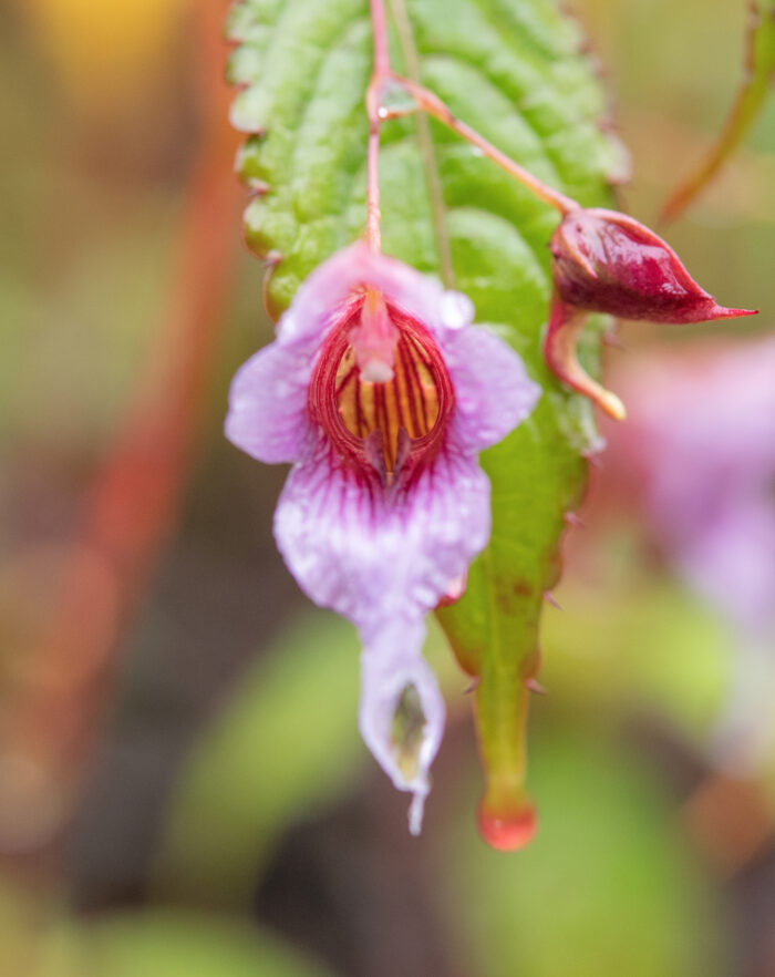 Impatiens pyrorhiza