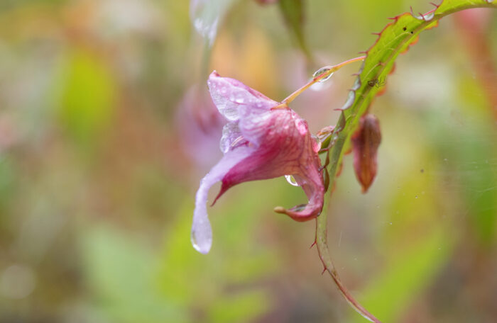 Impatiens pyrorhiza