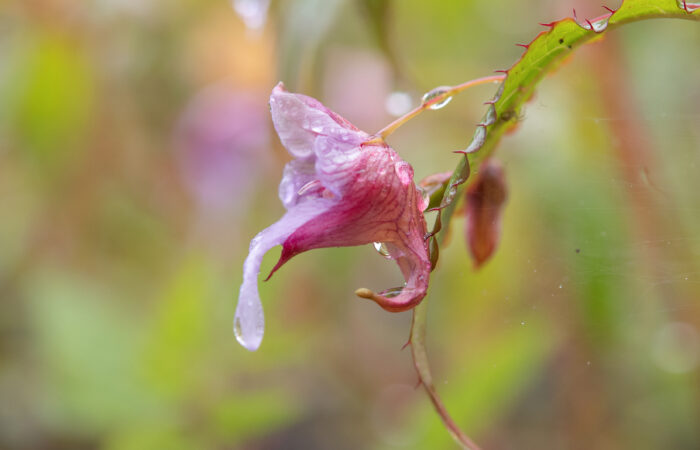 Impatiens pyrorhiza