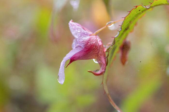 Impatiens pyrorhiza