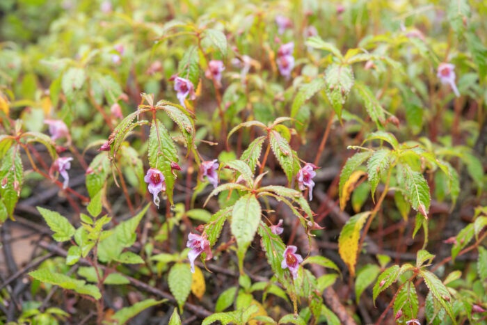 Impatiens pyrorhiza