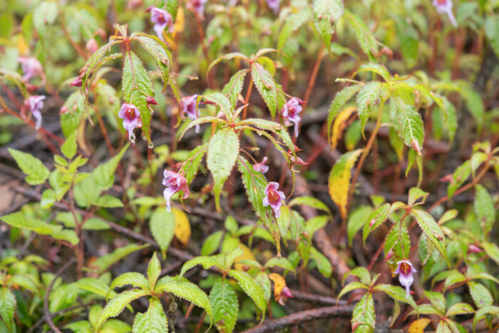 Impatiens pyrorhiza