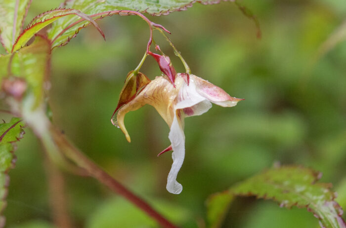 Impatiens pyrorhiza