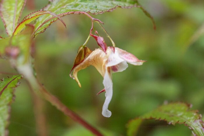 Impatiens pyrorhiza