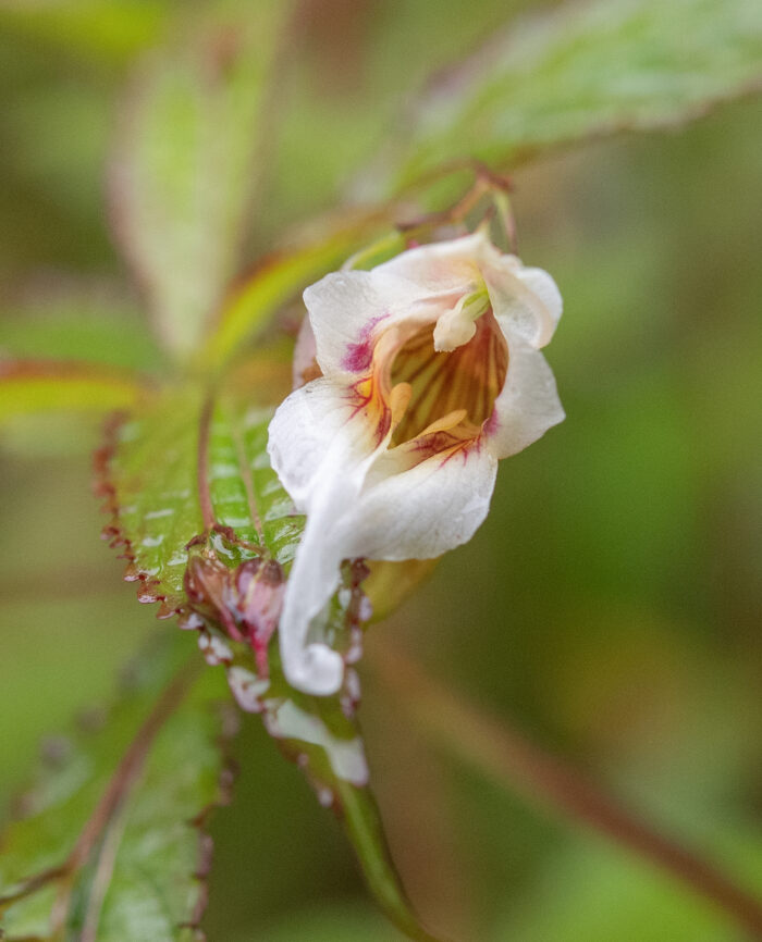 Impatiens pyrorhiza