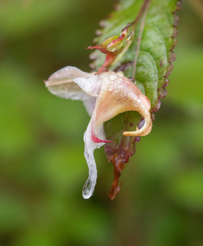 Impatiens pyrorhiza