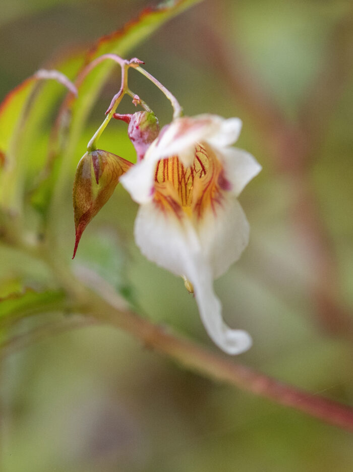 Impatiens pyrorhiza