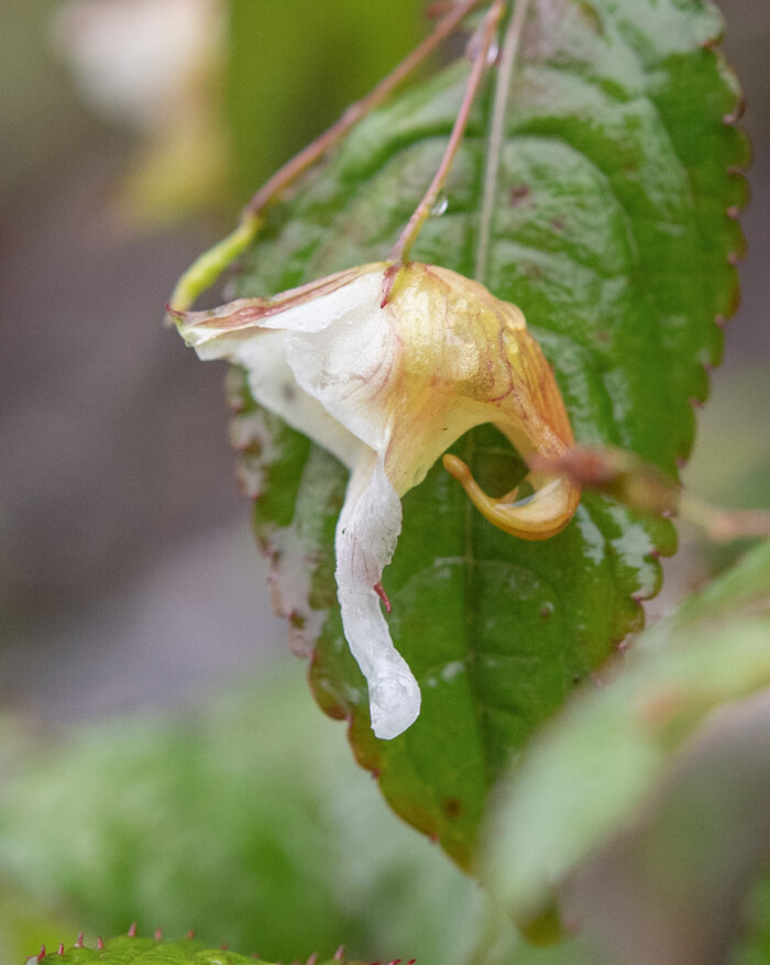 Impatiens pyrorhiza