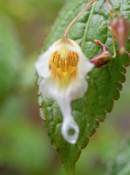 Impatiens pyrorhiza