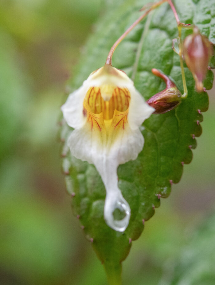 Impatiens pyrorhiza