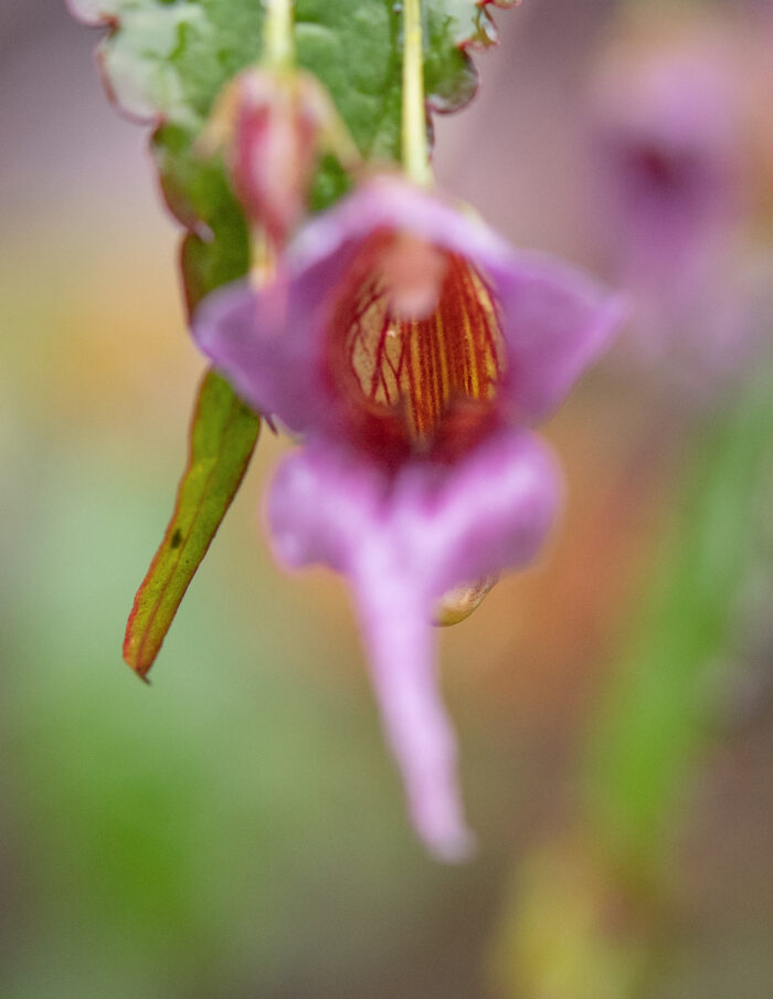 Impatiens pyrorhiza