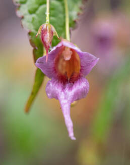 Impatiens pyrorhiza