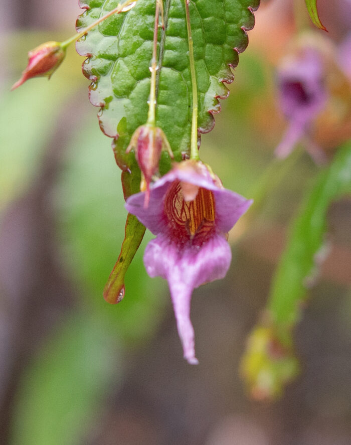 Impatiens pyrorhiza