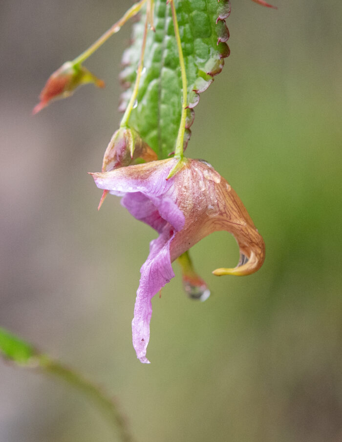 Impatiens pyrorhiza