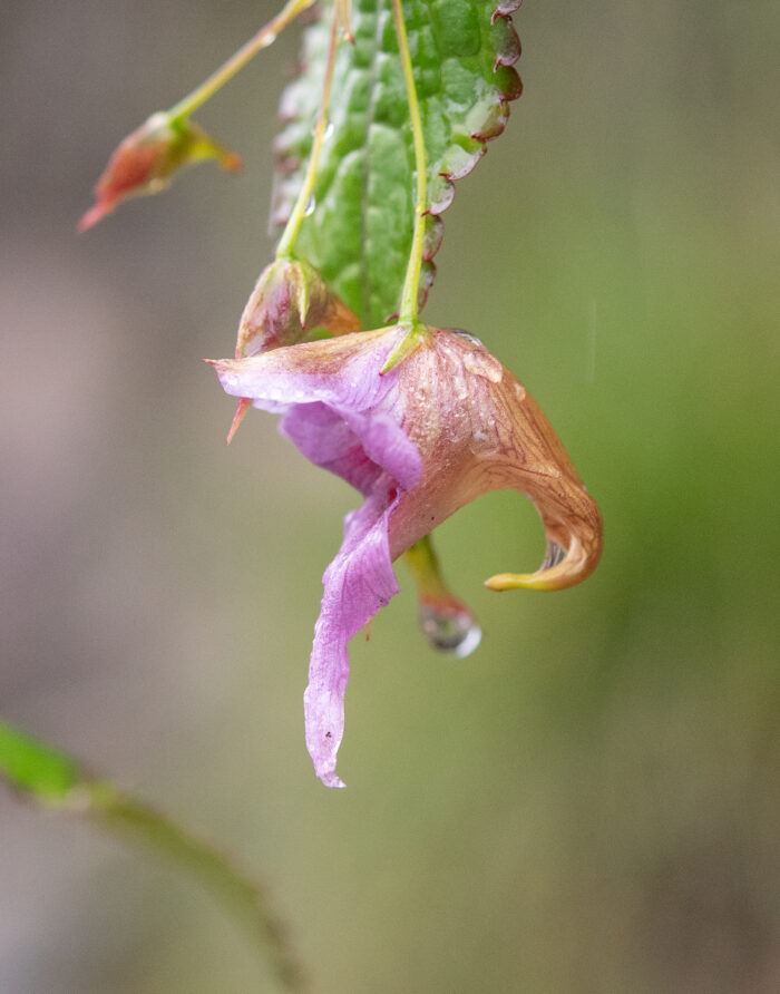 Impatiens pyrorhiza