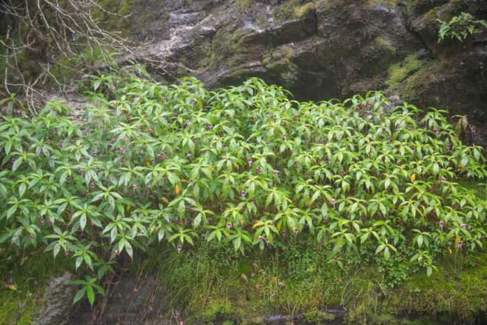 Impatiens pyrorhiza