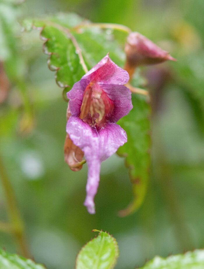 Impatiens pyrorhiza