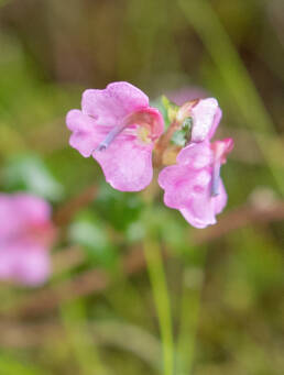 Arunachal plant (Pedicularis)