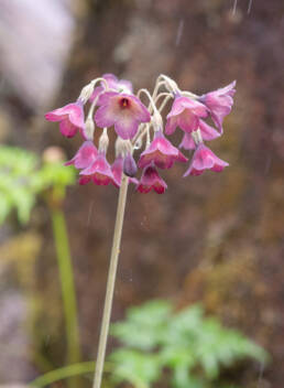 Primula waltonii