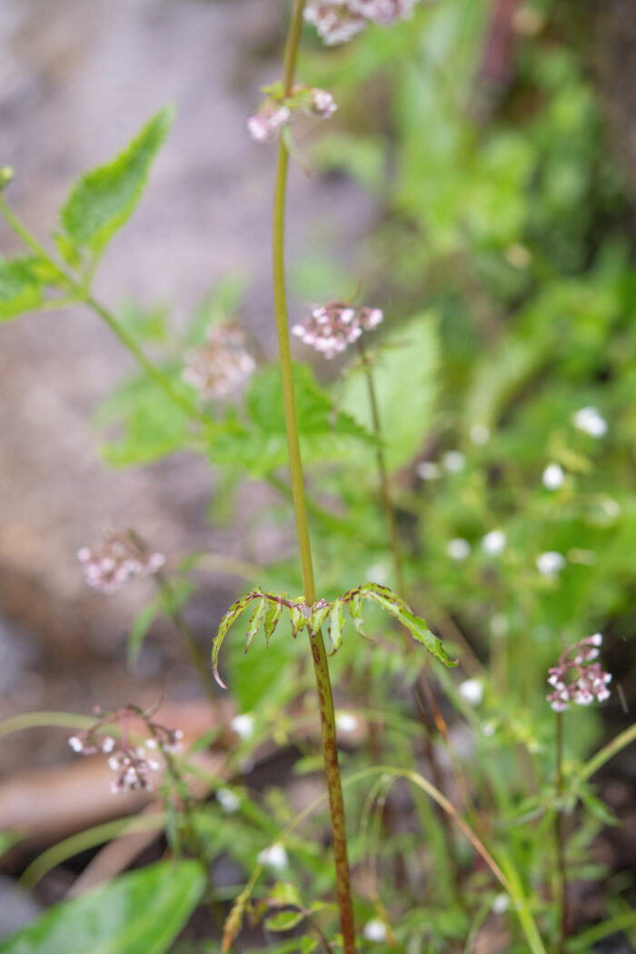 Arunachal plant (Valeriana)