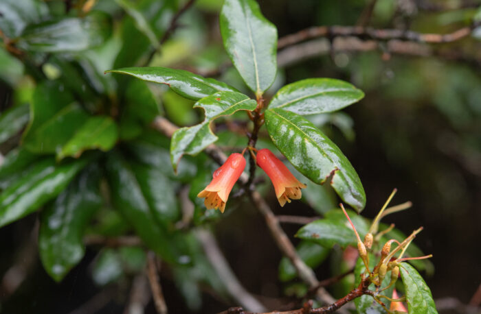 Rhododendron keysii