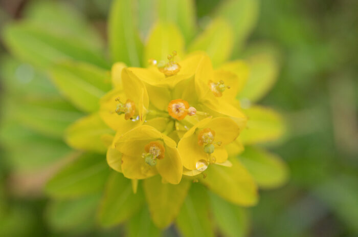 Arunachal plant (Euphorbia)