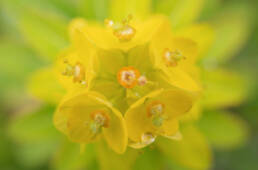 Arunachal plant (Euphorbia)