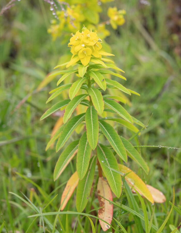 Arunachal plant (Euphorbia)